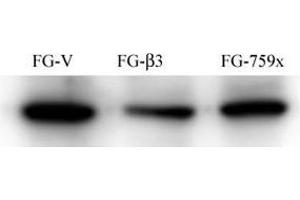 FG Pancreatic Carcinoma Cell Lines stably expressing vector along (FG-V) the b3 integrin subunit (FG-b3) or a b3 truncation mutant (FG-759x).