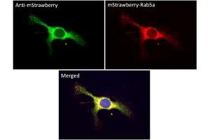 Immunofluorescence (IF) image for anti-mStrawberry Fluorescent Protein antibody (ABIN7273082) (mStrawberry Fluorescent Protein Antikörper)
