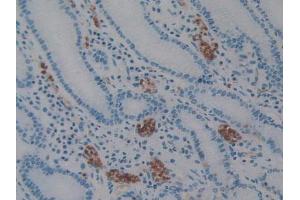 IHC-P analysis of Human Stomach Tissue, with DAB staining. (AIF Antikörper  (AA 103-322))