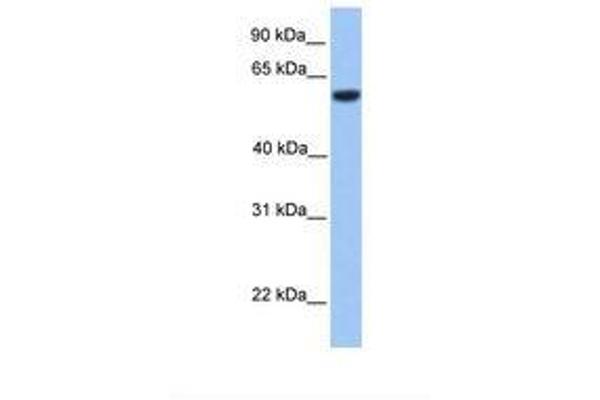 Zinc finger protein 82 homolog (ZFP82) (AA 401-450) Antikörper