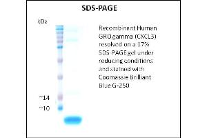 SDS-PAGE (SDS) image for Growth Regulated Oncogene gamma (GRO gamma) (Active) protein (ABIN5509465) (GRO gamma Protein)