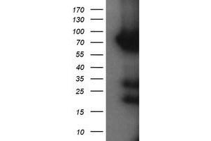 Image no. 1 for anti-Host Cell Factor C2 (HCFC2) antibody (ABIN1498603) (HCFC2 Antikörper)