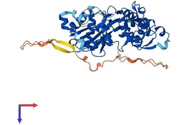 Actin-Like 7A Protein (ACTL7A) (AA 1-440) (His tag)