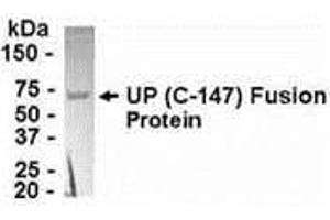 Western Blotting (WB) image for anti-Uridine Phosphorylase 1 (UPP1) (AA 164-310) antibody (ABIN2468051) (UPP1 Antikörper  (AA 164-310))