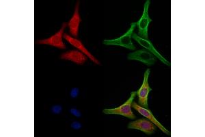 ABIN6265290 and ABIN6273077 staining Hela cells by IF/ICC. (SRP9 Antikörper  (Internal Region))