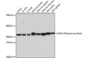 Western blot analysis of extracts of various cell lines, using DNA Polymerase beta Rabbit mAb (ABIN7269456) at 1:1000 dilution. (POLB Antikörper)
