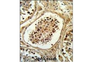 Formalin-fixed and paraffin-embedded human testis tissue reacted with EGLN2 Antibody (Center), which was peroxidase-conjugated to the secondary antibody, followed by DAB staining. (PHD1 Antikörper  (AA 194-221))