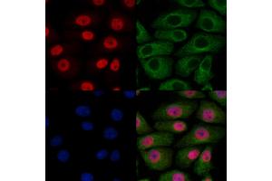 ABIN7094092 and ABIN7098136 staining HepG2 cells by IF/ICC. (BHLHE22 Antikörper  (Internal Region))