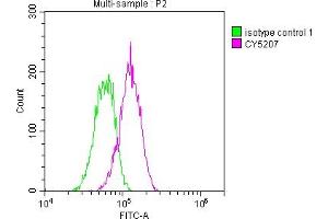 Overlay histogram showing Hela cells stained with ABIN7127351 (red line) at 1:50. (Rekombinanter ATM Antikörper)