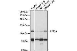 Western blot analysis of extracts of various cell lines, using PDE3A antibody (ABIN7269301) at 1:1000 dilution. (PDE3A Antikörper  (AA 380-660))