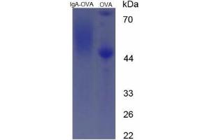 Image no. 2 for IgA (AA 155-170) peptide (Ovalbumin) (ABIN5666221) (IgA (AA 155-170) peptide (Ovalbumin))
