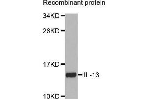 Western blot analysis of extracts of recombinant protein using IL13 antibody. (IL-13 Antikörper  (AA 25-146))