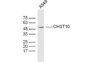 A549 lysates probed with CHST10 Polyclonal Antibody, Unconjugated  at 1:300 dilution and 4˚C overnight incubation.