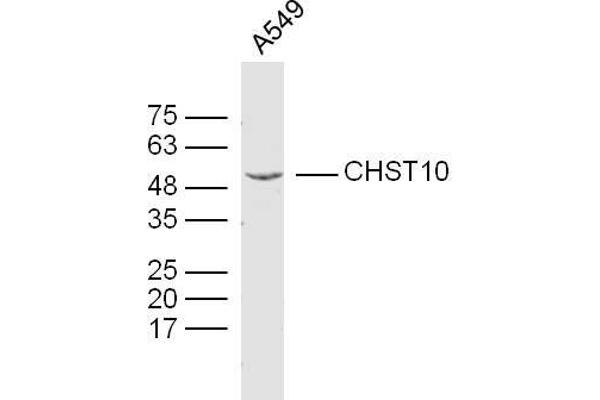 CHST10 Antikörper  (AA 281-356)