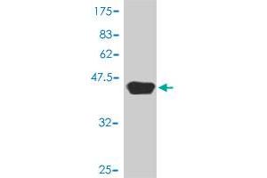 Western Blot detection against Immunogen (40. (FAK Antikörper  (AA 355-490))