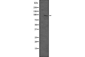 Western blot analysis of MAP3K12 expression in HEK293 cells ,The lane on the left is treated with the antigen-specific peptide. (MAP3K12 Antikörper  (N-Term))