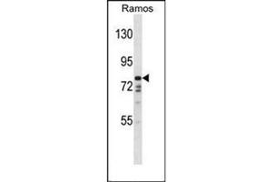 Western blot analysis of DISC1 Antibody (C-term) in Ramos cell line lysates (35ug/lane). (DISC1 Antikörper  (C-Term))
