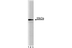 Western Blotting (WB) image for anti-Prolyl 4-Hydroxylase, beta Polypeptide (P4HB) (AA 109-214) antibody (ABIN968268) (P4HB Antikörper  (AA 109-214))