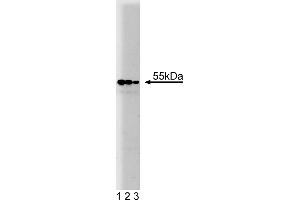 Western Blotting (WB) image for anti-Prolyl 4-Hydroxylase, beta Polypeptide (P4HB) (AA 109-214) antibody (ABIN968268)