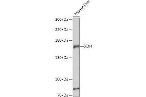 Western blot analysis of extracts of Mouse liver using XDH Polyclonal Antibody at dilution of 1:3000. (XDH Antikörper)