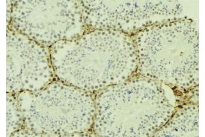 ABIN6277175 at 1/100 staining Mouse testis tissue by IHC-P.