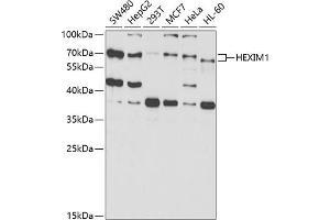 Western blot analysis of extracts of various cell lines, using HEXIM1 antibody (ABIN6129783, ABIN6141736, ABIN6141737 and ABIN6221456) at 1:1000 dilution. (HEXIM1 Antikörper  (AA 210-359))