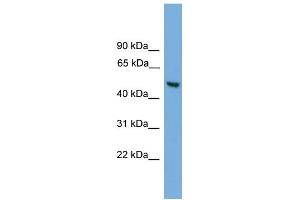 WB Suggested Anti-ABHD1 Antibody Titration:  0. (ABHD1 Antikörper  (Middle Region))