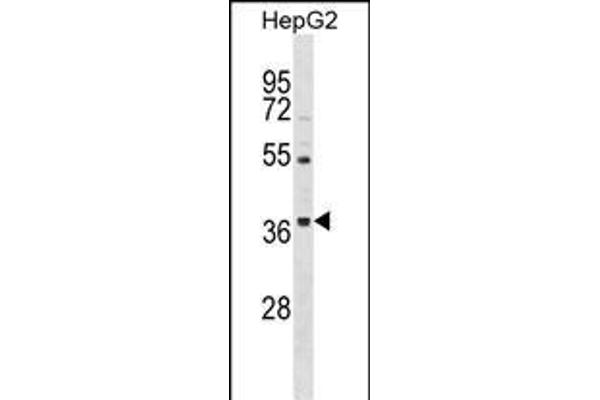 ORAI3 Antikörper  (N-Term)