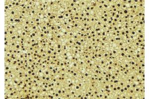 ABIN6276646 at 1/100 staining Mouse liver tissue by IHC-P. (EHMT2 Antikörper  (N-Term))