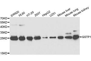 Western blot analysis of extracts of various cell lines, using GSTP1 antibody.
