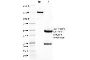 SDS-PAGE Analysis of Purified, BSA-Free DC-SIGN Antibody (clone C209/1781). (DC-SIGN/CD209 Antikörper)