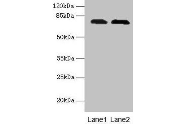 GALNT7 antibody  (AA 201-500)