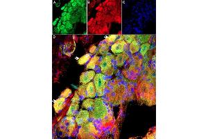 Expression of GsMTx-4-ATTO Fluor-647N in Rat DRG Frozen Sections.