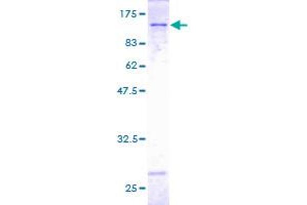 Cadherin 13 Protein (CDH13) (AA 1-713) (GST tag)