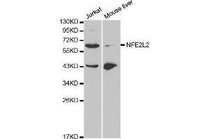 Western blot analysis of extracts of various cell lines, using NFE2L2 antibody.