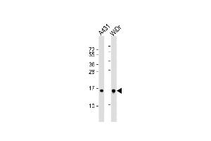 All lanes : Anti-H2BFS Antibody (Center) at 1:1000 dilution Lane 1: A431 whole cell lysate Lane 2: WiDr whole cell lysate Lysates/proteins at 20 μg per lane. (H2BFS Antikörper  (AA 58-84))