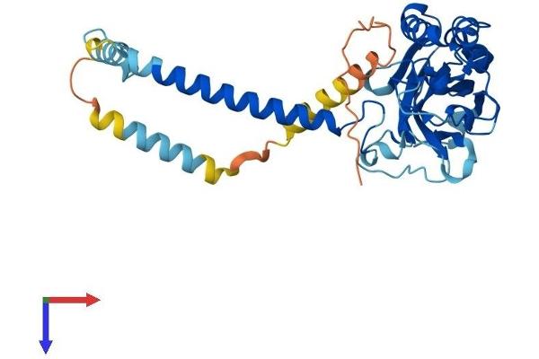 ATP1B4 Protein (AA 1-357) (His tag)