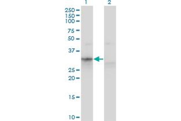 Apolipoprotein F Antikörper  (AA 37-327)