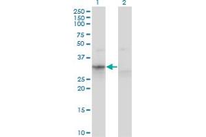 Western Blot analysis of APOF expression in transfected 293T cell line by APOF monoclonal antibody (M02), clone 1D5. (Apolipoprotein F Antikörper  (AA 37-327))
