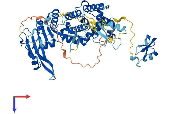PGBD3 Protein (AA 1-593) (His tag)