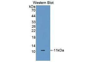 Western Blotting (WB) image for anti-S100 Calcium Binding Protein A6 (S100A6) (AA 1-90) antibody (ABIN1860484) (S100A6 Antikörper  (AA 1-90))