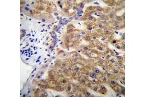 Immunohistochemistry analysis in human liver tissue (Formalin-fixed, Paraffin-embedded) using Mucin-15 Antibody (C-term), followed by peroxidase conjugated secondary antibody and DAB staining. (MUC15 Antikörper  (C-Term))