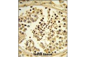 Formalin-fixed and paraffin-embedded human testis tissue reacted with IPO11 Antibody (N-term), which was peroxidase-conjugated to the secondary antibody, followed by DAB staining. (Importin 11 Antikörper  (N-Term))