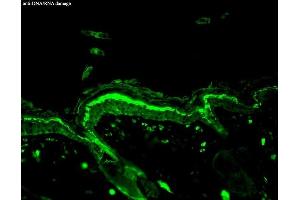 Immunohistochemistry analysis using Mouse Anti-DNA Damage Monoclonal Antibody, Clone 15A3 (ABIN361743 and ABIN361744). (DNA Damage Antikörper)