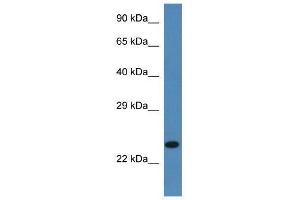 Western Blot showing Ssr2 antibody used at a concentration of 1. (SSR2 Antikörper  (C-Term))