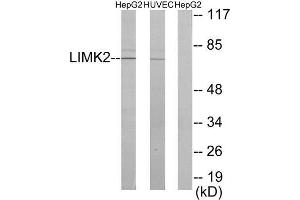 Western Blotting (WB) image for anti-LIM Domain Kinase 2 (LIMK2) (Internal Region) antibody (ABIN1849456) (LIMK2 Antikörper  (Internal Region))