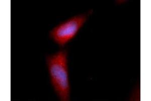 Immunofluorescence (IF) image for anti-Fibroblast Growth Factor 2 (Basic) (FGF2) (AA 143-288) antibody (APC) (ABIN5565473) (FGF2 Antikörper  (AA 143-288) (APC))
