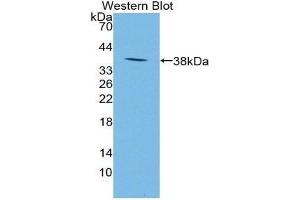 Western Blotting (WB) image for anti-Neuropeptide S (NPS) (AA 31-85) antibody (ABIN1862979) (NPS Antikörper  (AA 31-85))