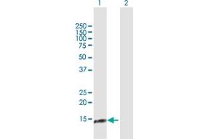 Western Blot analysis of NDUFA13 expression in transfected 293T cell line by NDUFA13 MaxPab polyclonal antibody.