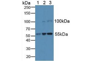 Figure. (Caspase 8 Antikörper  (AA 7-201))
